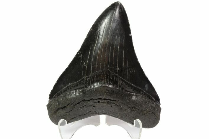 Fossil Megalodon Tooth - Serrated Blade #88660